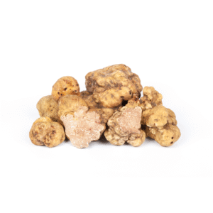 White truffle<br><i>Tuber magnatum</i> Picco